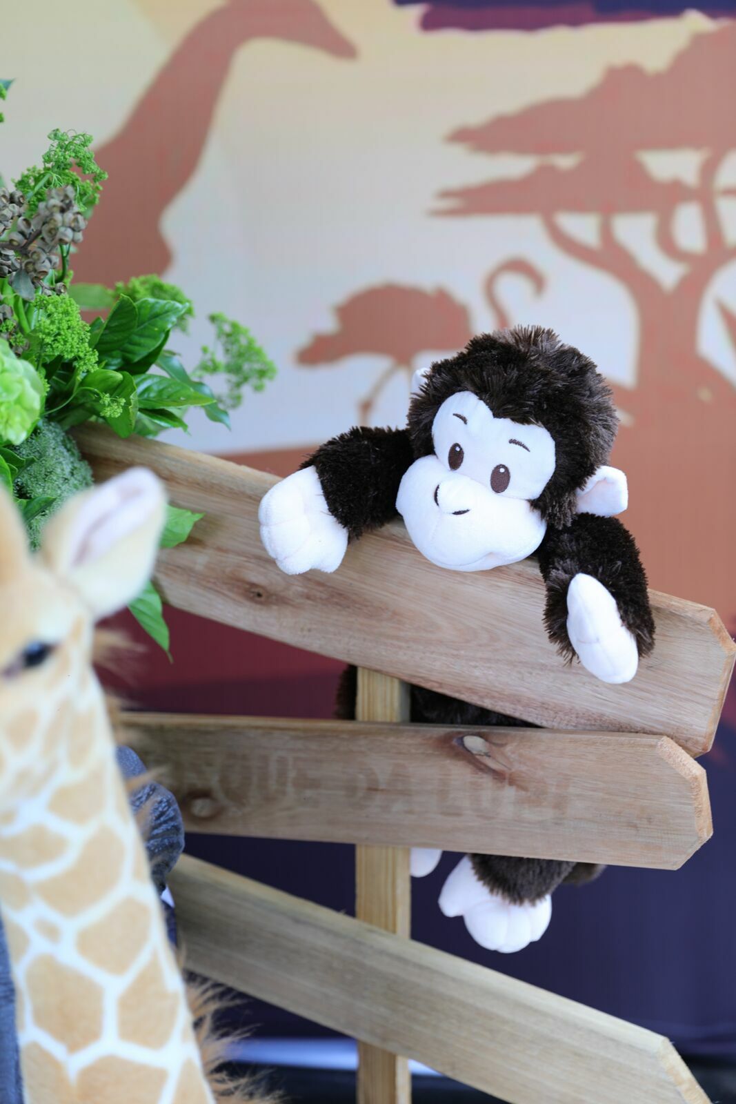 Foto Bernardo 1 - Mickey Safari - Imagem 6